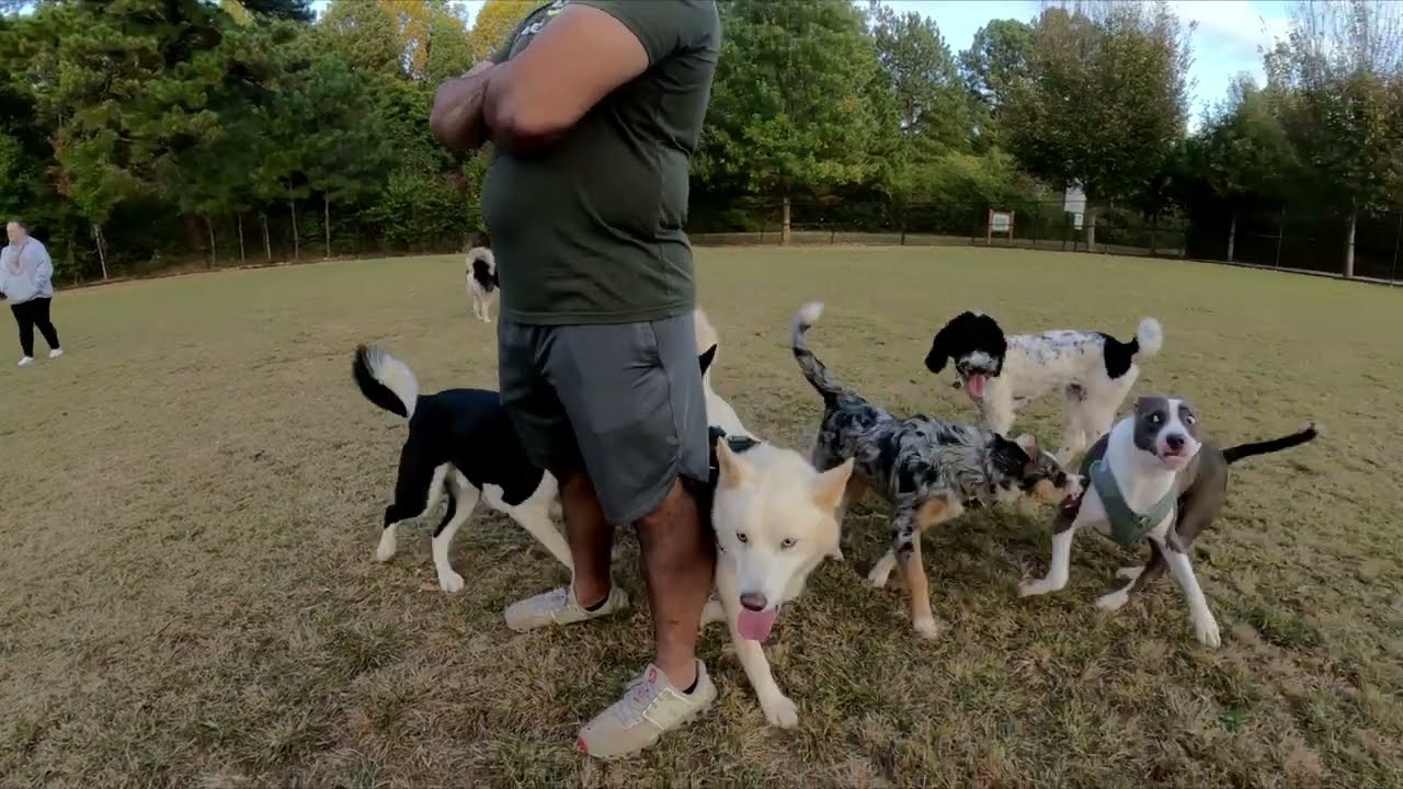 Dog Park TV, More pups playing for your viewing pleasure