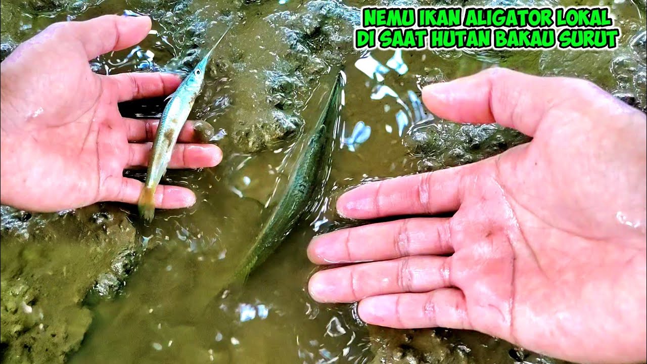 NEMU IKAN ALIGATOR KW AIR PAYAU SAAT HUTAN BAKAU SURUT