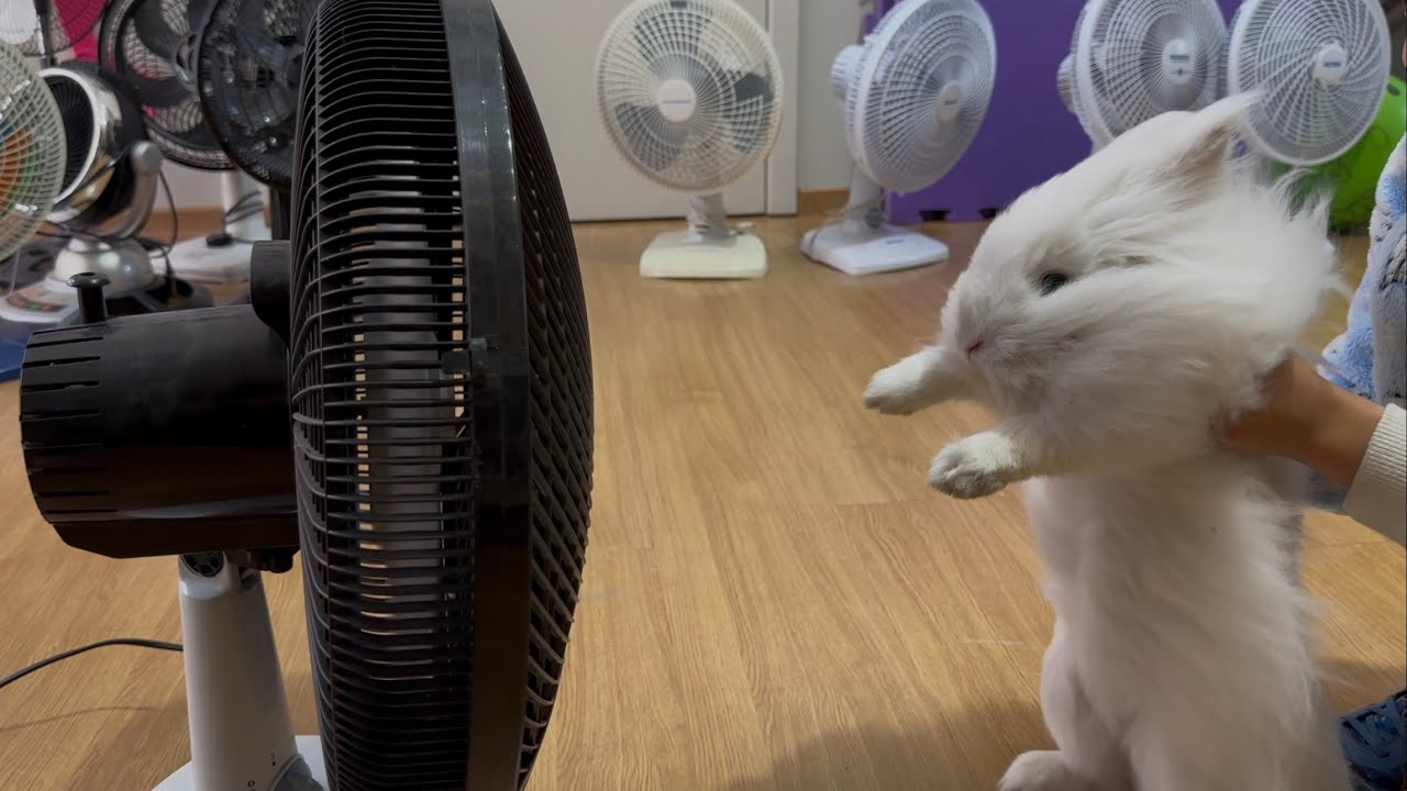 GARY COELHO E OS VENTILADORES 