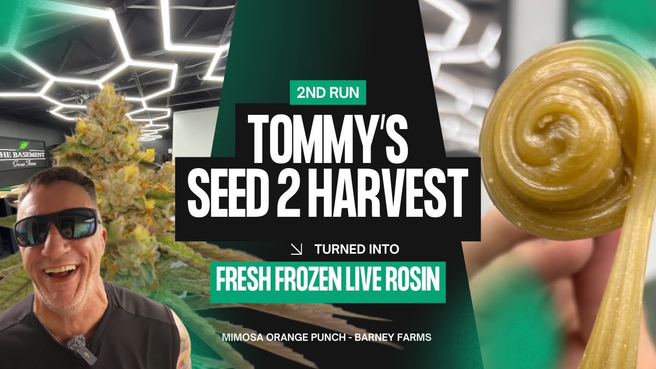 Seed to Live Rosin: Промываем пунш &laquo;Мимоза&raquo; с апельсином на открытом воздухе, на холоде, делаем г...