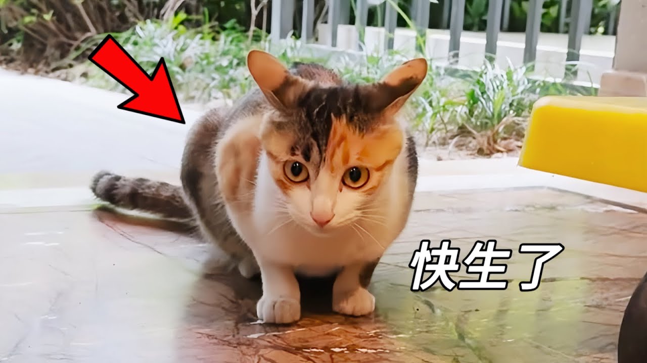 半歲流浪三花貓竟懷孕了，大腹便便即將生產，該怎麼辦？｜李喜猫