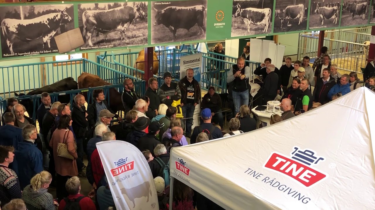 Auksjon av NRF-elitekvige under Dyrsku'n 2019