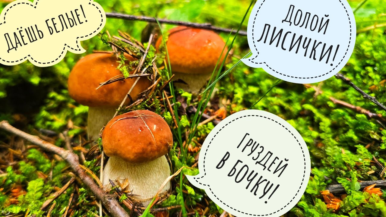 В лес за белыми грибами! Лесная АСМР прогулочка. Опять про выкручивание и срезку  грибов