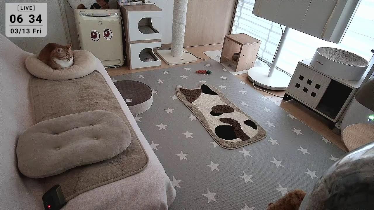 2026.3.13 ニャンコ部屋から生放送！〜猫らの寝相ウォッチング〜