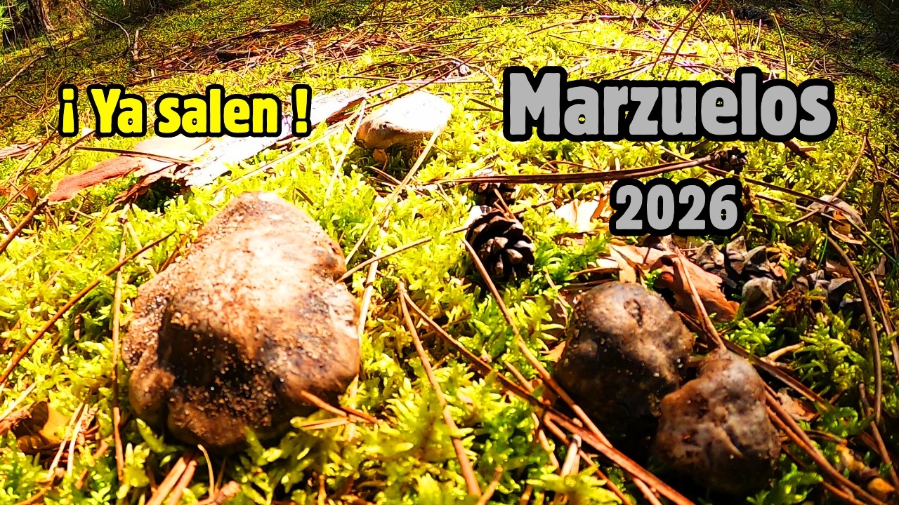 ¡YA SALEN! Primeros MARZUELOS 2026: Dónde y cómo encontrarlos