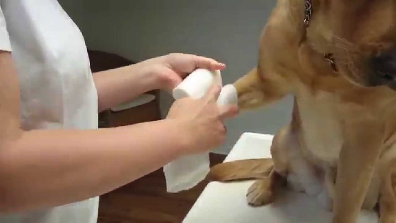 Pfotenverband anlegen Hund