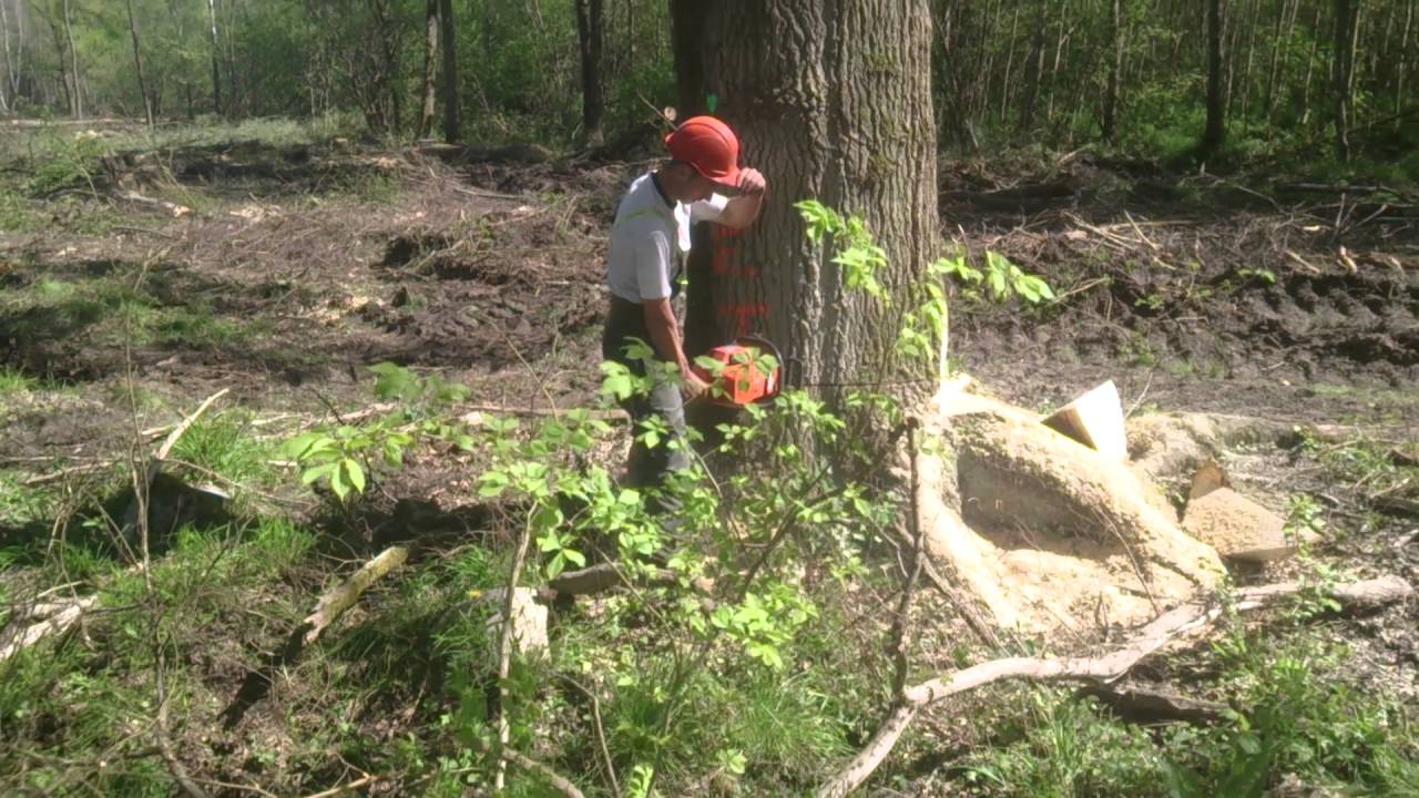 munca la padure 1, continuare