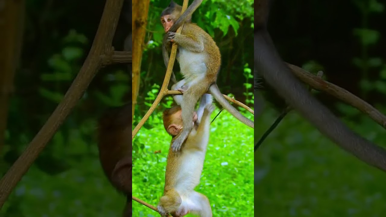 Aww Cute Monkeys Videos Compilation | Funny and Cute Moment of the Monkeys - SVA daily life