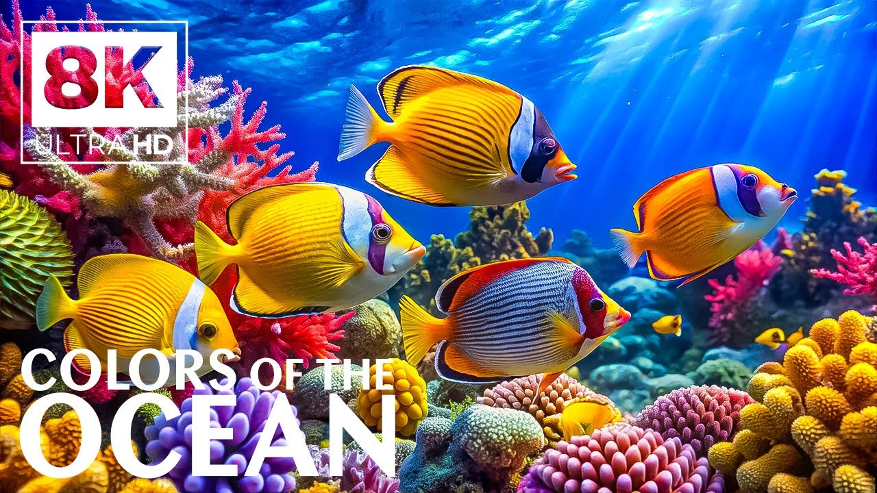 Tropical Reef 8K (ULTRA HD) 🐠 Exotic Fish and Coral Paradise - Peaceful Nature Sounds
