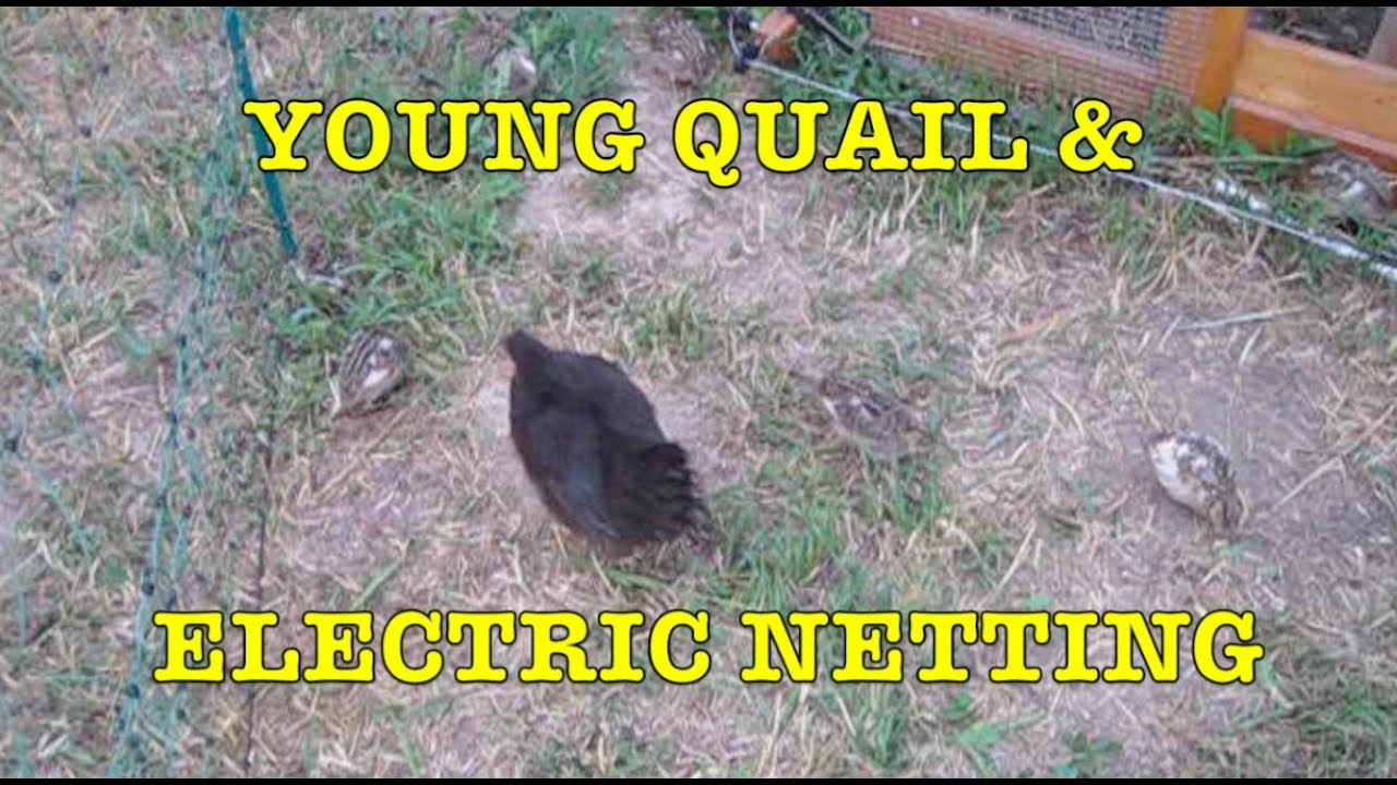 Organic Quail #7: Trying Premier 1 Fence