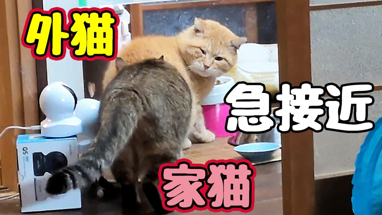【元野良猫】ごはん食べてたら…