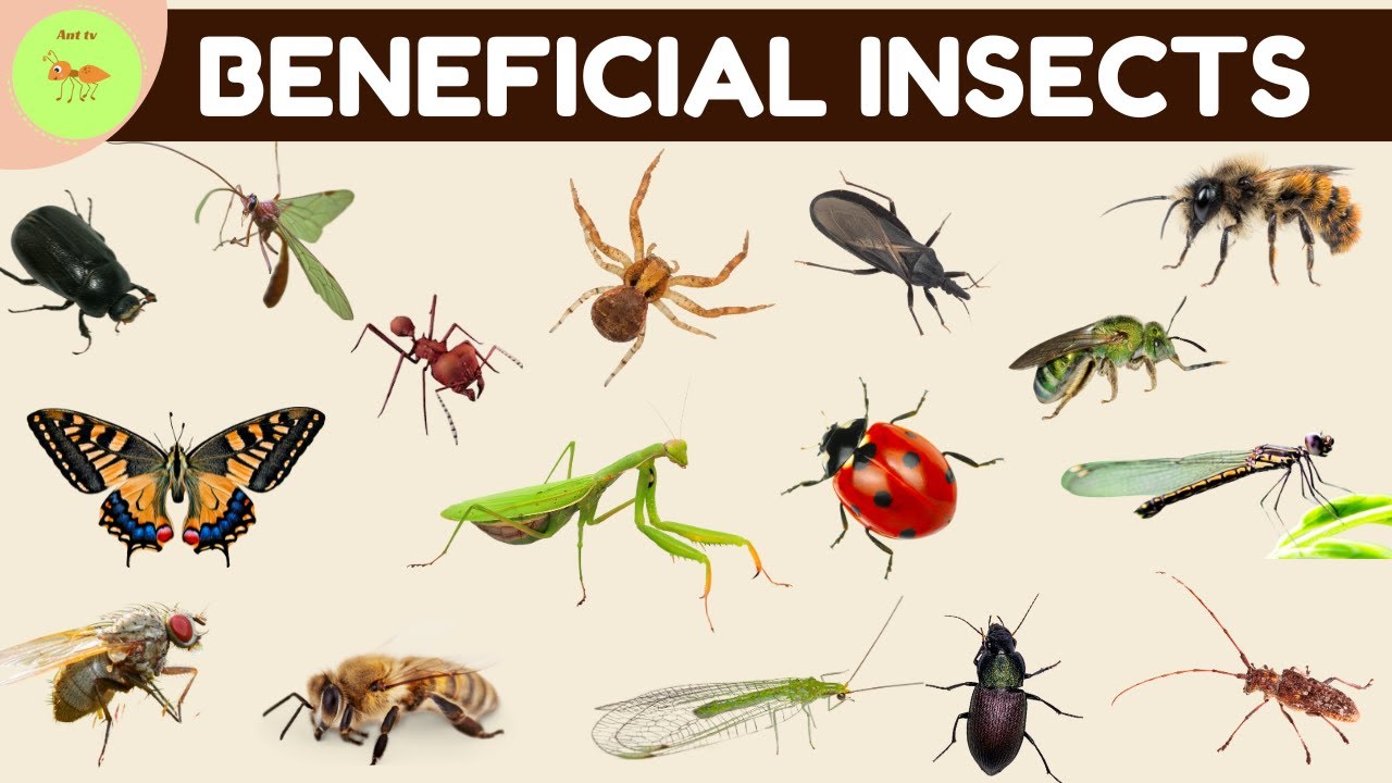 Beneficial insects for garden| beneficial insects| 4K