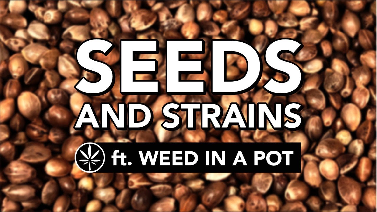 Choosing Seeds and Strains