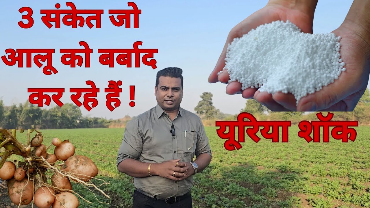 आलू किसान सावधान! 🛑 यूरिया की 