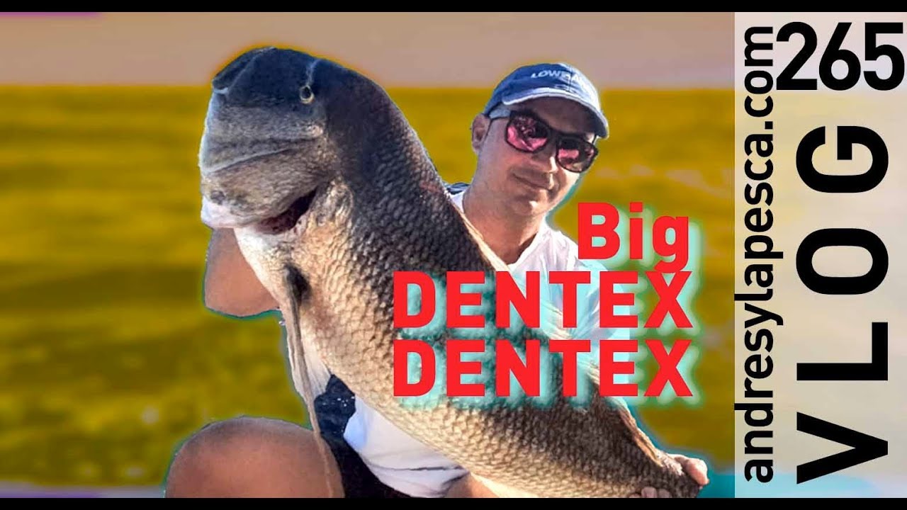 BIG DENTEX DENTEX
