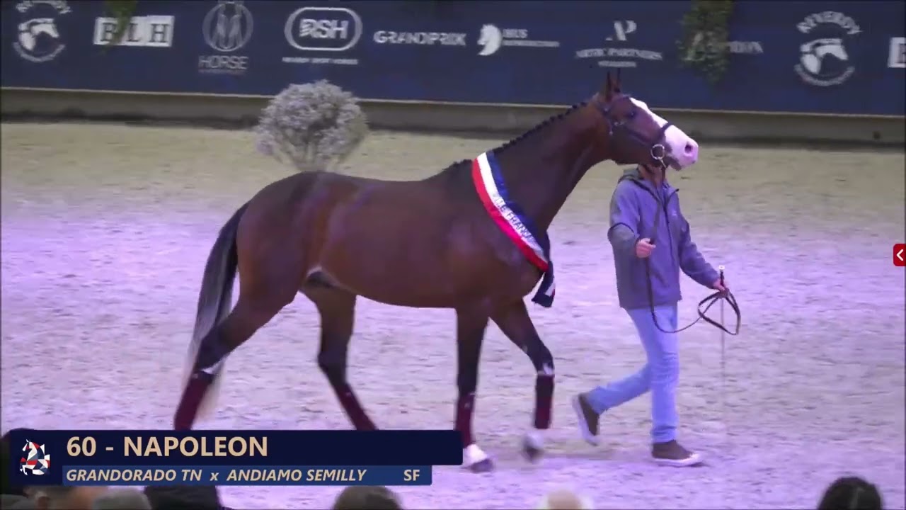 NAPOLEON - Salon des étalons St Lô 2026 - Présentation Jeune Génétique