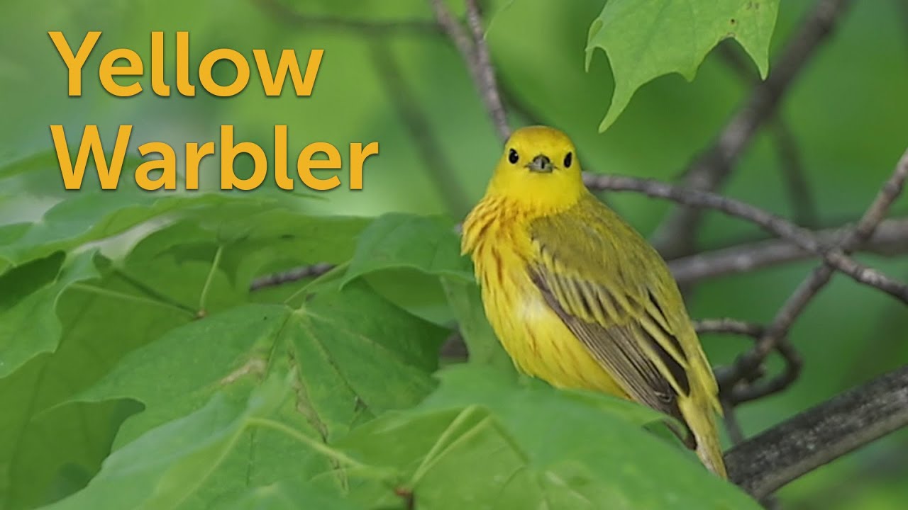 Yellow Warbler: Sweet Singer