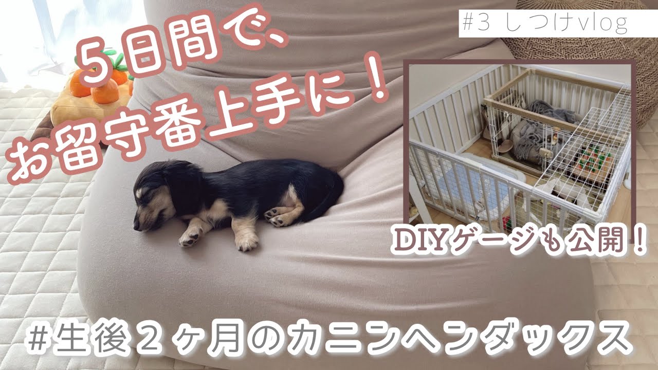【 子犬しつけ 】頑張るイッヌの姿がなんとも言えないです…