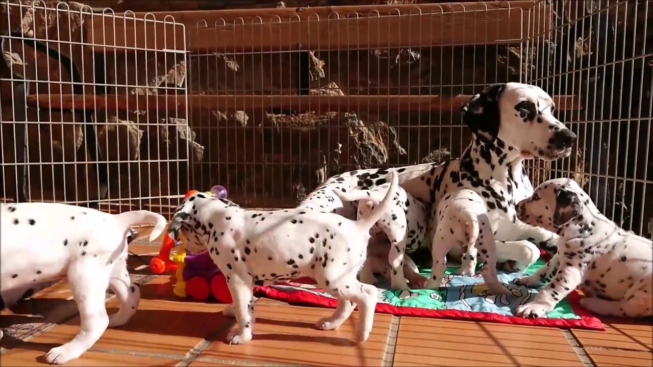 cachorros dalmatas de un mes de edad