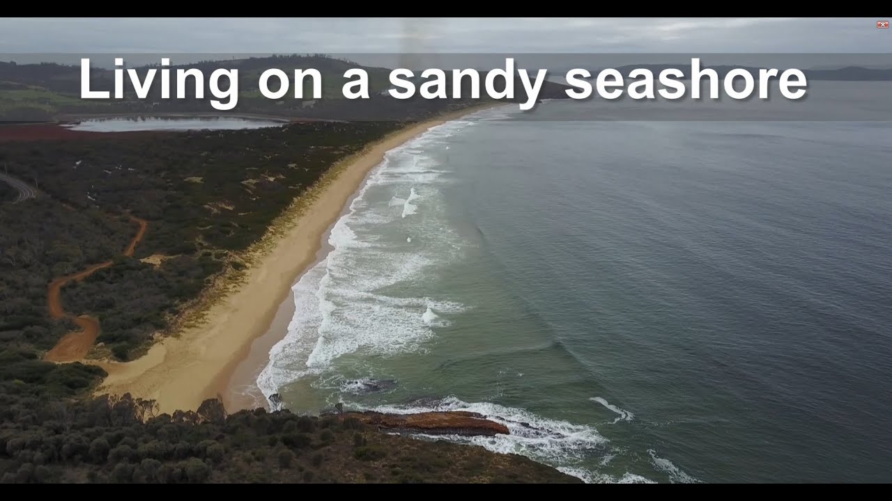 Living conditions at the sandy seashore