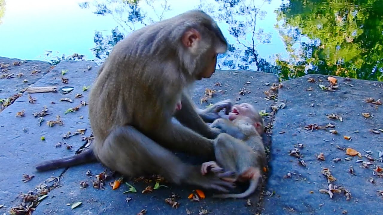 No No.. Mum Why? A Mother Monkey Who Likes To Tease Her Baby | P@@r Baby Monkey​ In The Jungle