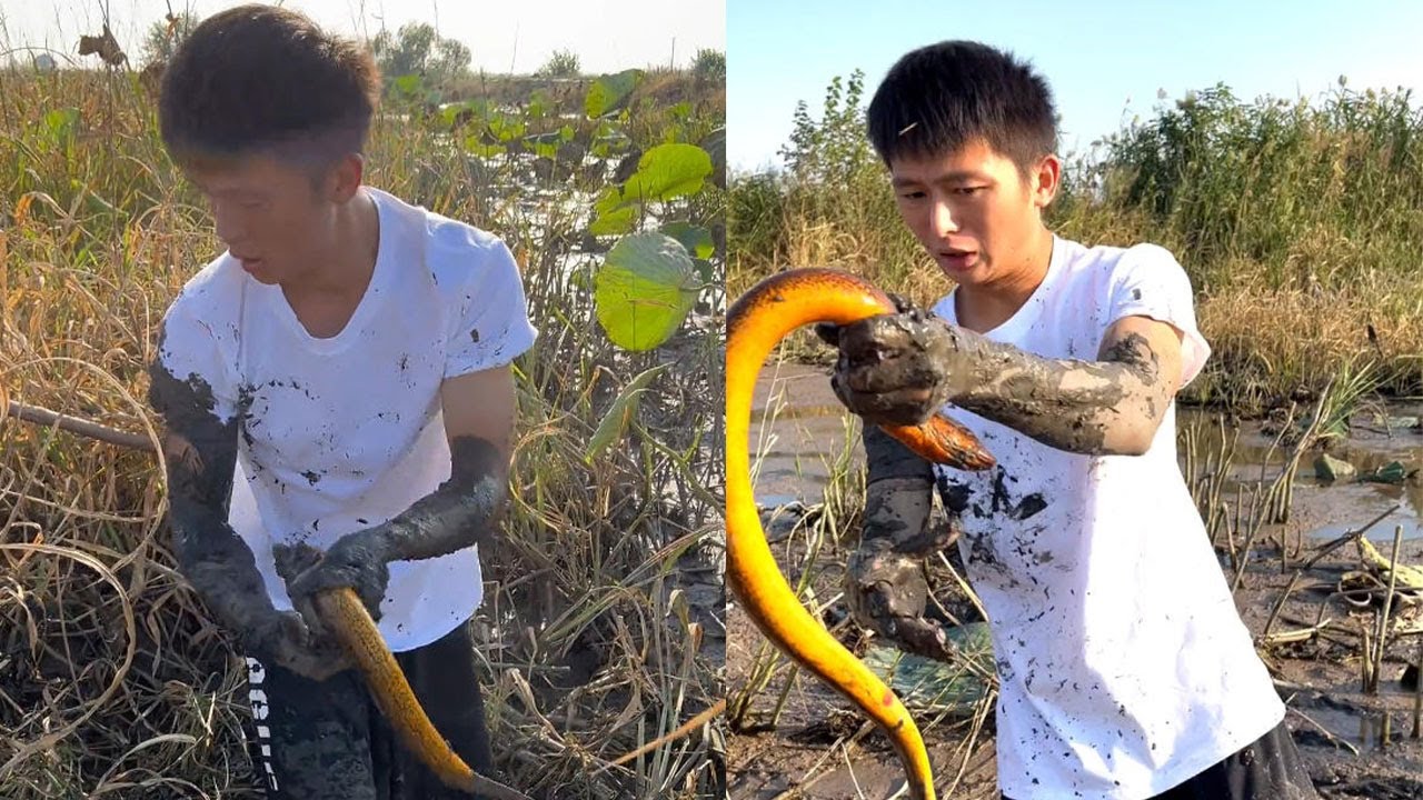 我長這麽大還沒被鳝魚咬過，我看看它有多大的鳝魚#fishing #软饭硬吃 #农村生活 #搞笑 #outdoors #熱門