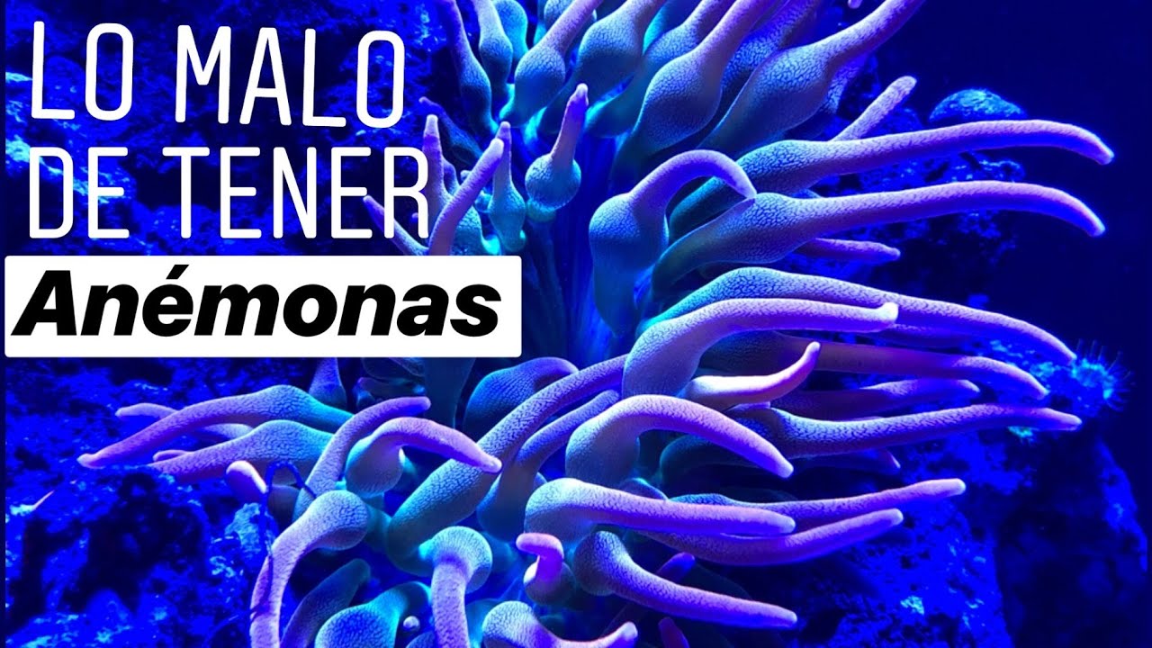Lo que hace DIFICIL tener una ANEMONA en un acuario 😡| ARTV REEF