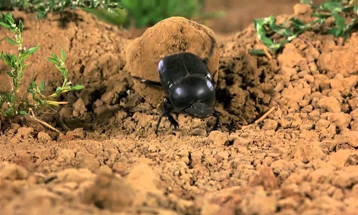 Microcosmos - Dung beetle rolls ball and gets stuck.