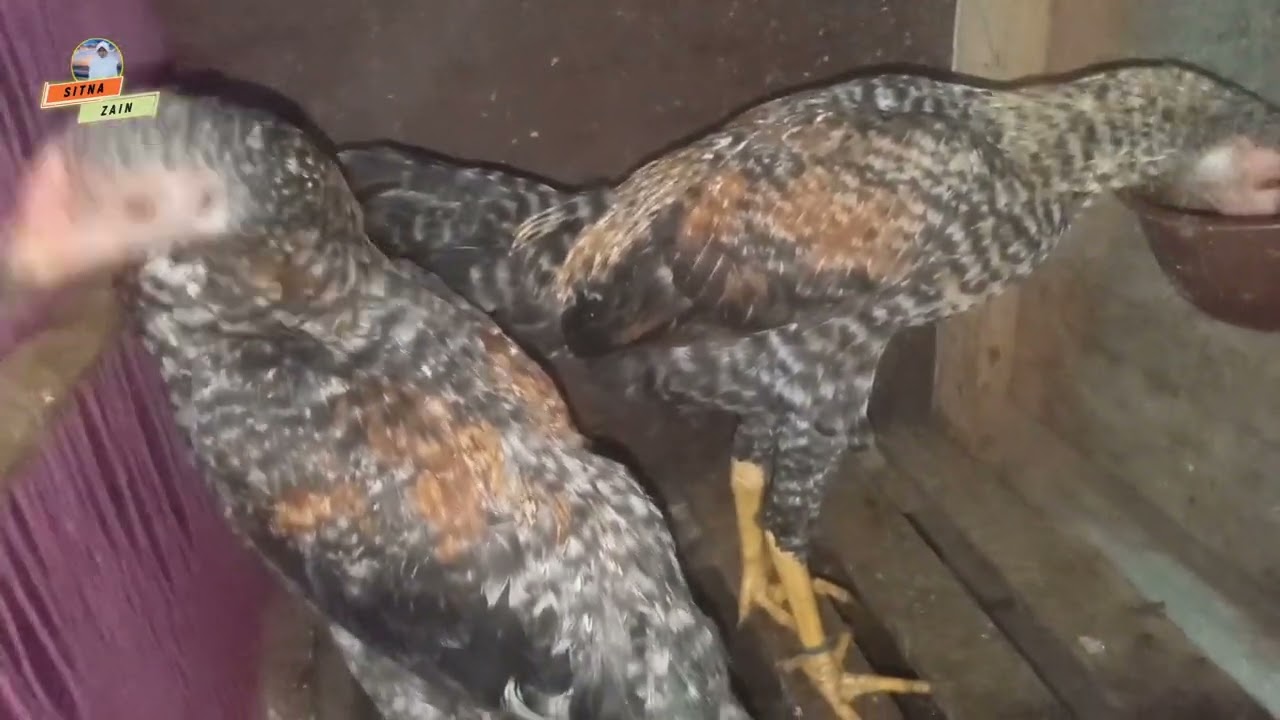 Menengok Ayam Di Kandang Pada Tengah MALAM @SitnaZain