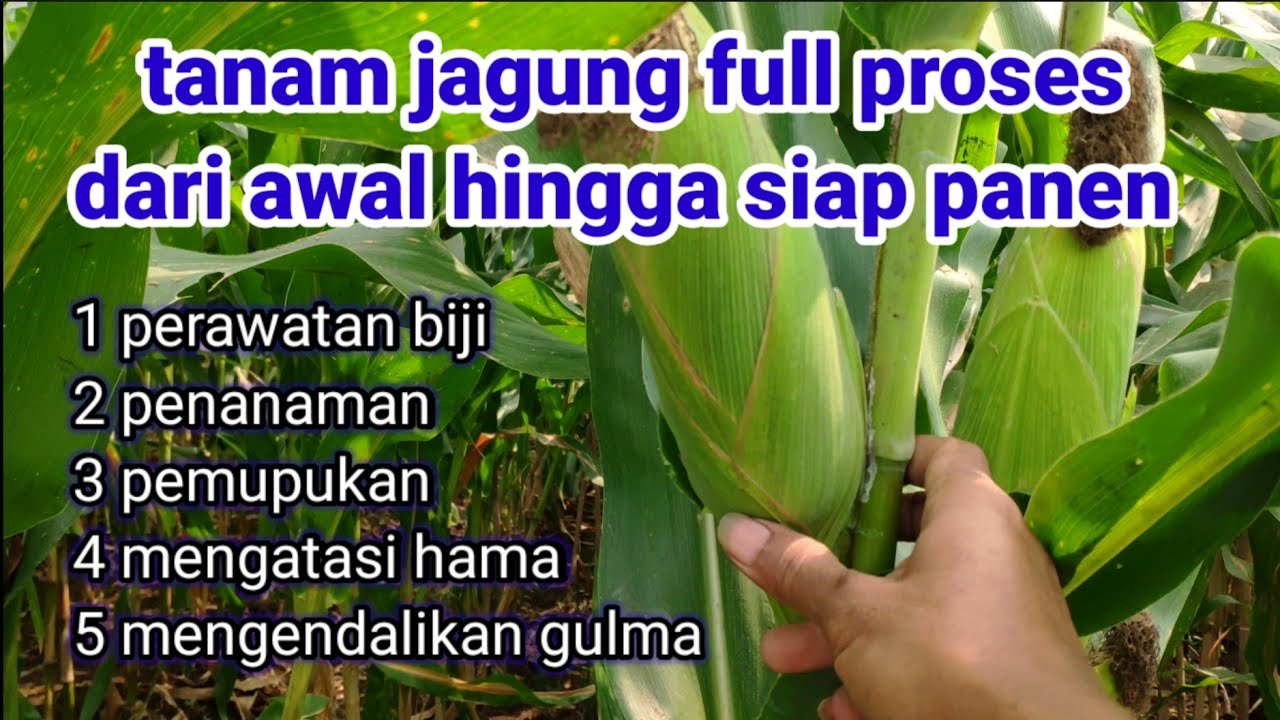 cara menanam jagung dari awal sampai panen