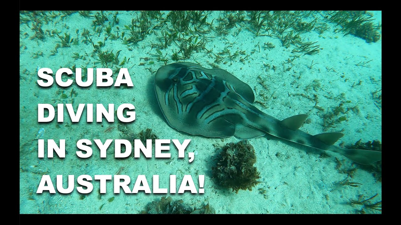 Scuba Diving at Shelly Beach, Sydney Australia! 🐠🇦🇺