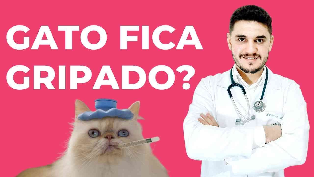 TUDO SOBRE GRIPE EM GATOS