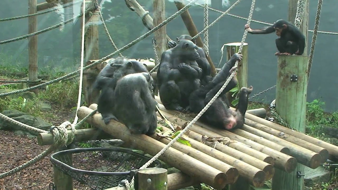 Taronga's Chimpanzee Group and the Grand Old Dames