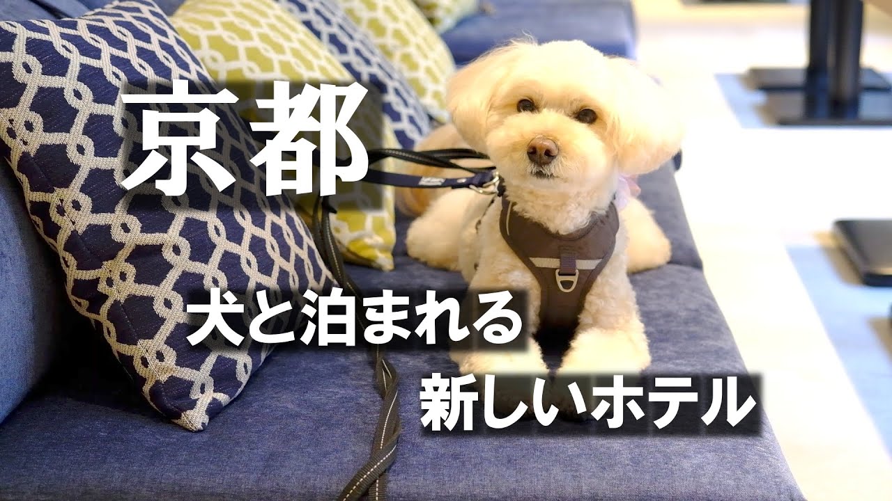 京都🐕hotel anddoggy京都二条にフクと宿泊してきました！/ 2024年春に開業の新しいホテル / 犬連れ京都の旅 / 愛犬と泊まる京都 / 京都旅行 / 京都観光  / 京都案内