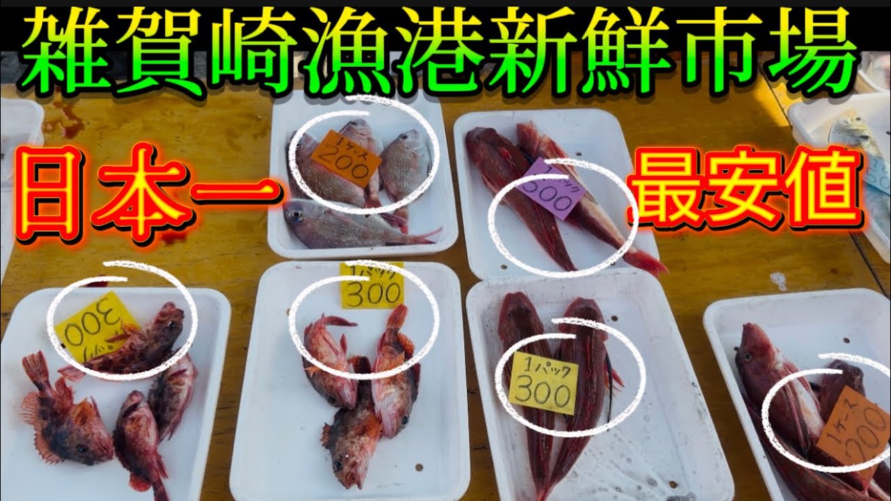 【雑賀崎漁港新鮮激安市場】日本一最安値雑賀崎漁港新鮮市場コレはヤバすぎる‼️