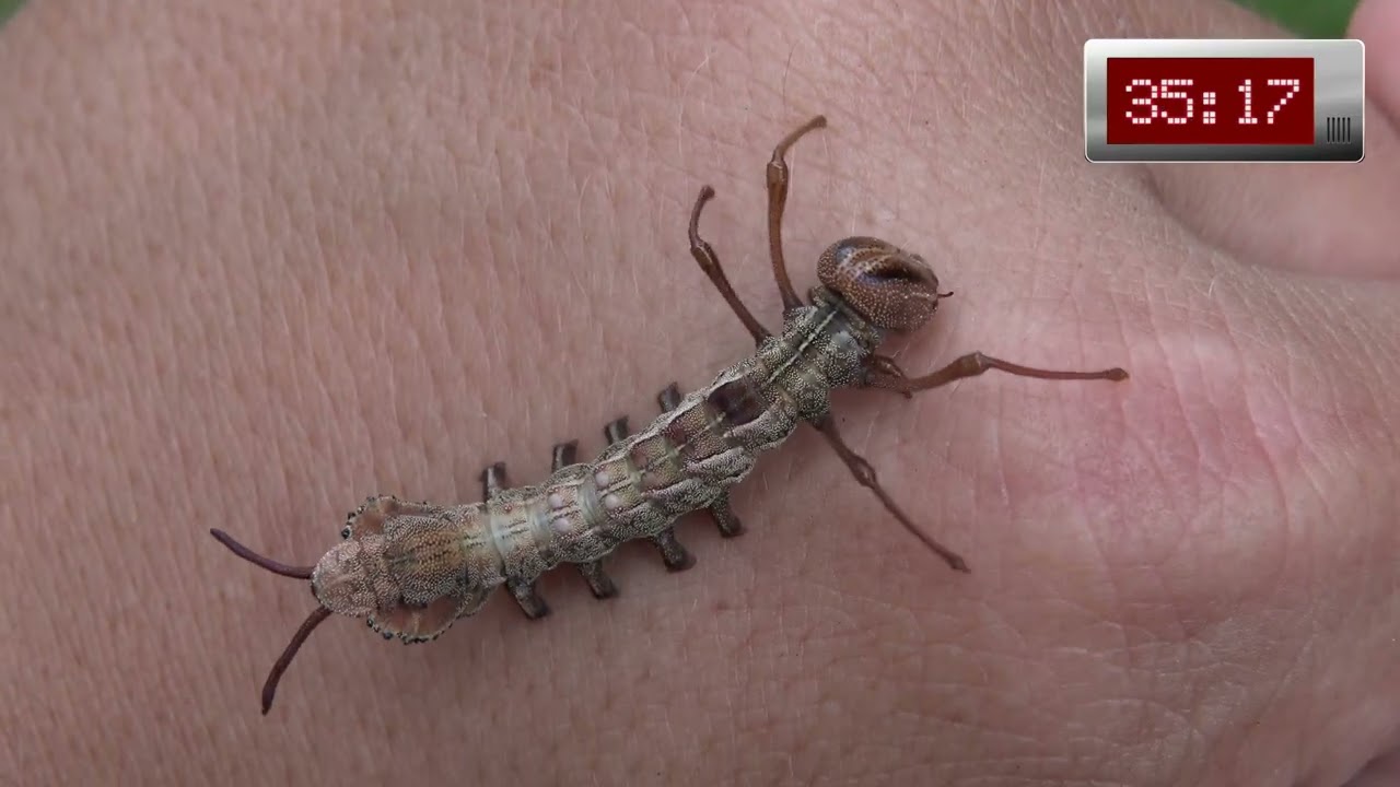 Life Cycle of the LOBSTER Moth - in ONE MINUTE !!