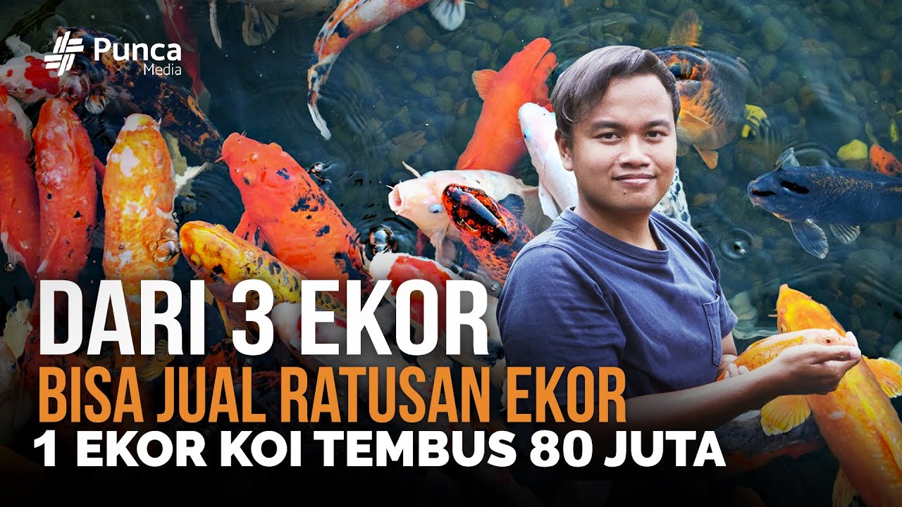 CARA BUDIDAYA IKAN KOI, BERAWAL DARI HOBI HINGGA JADI ALIRAN REZEKI - WS KOI JOGJA