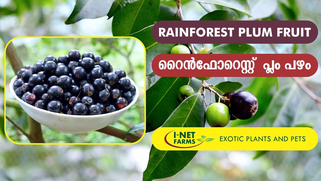Rainforest Plum Fruit | റെയിൻഫോറെസ്റ്  പ്ലം പഴം  |  I-Net Exotic Farms
