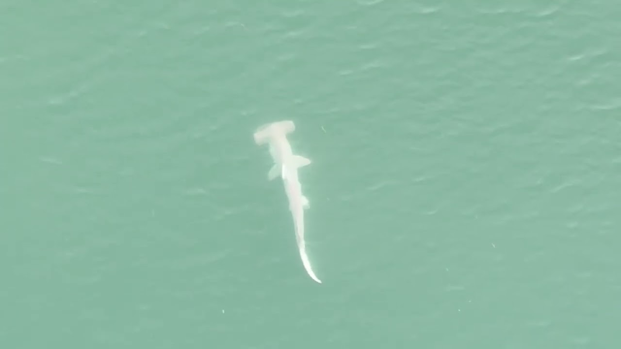 Hammerhead sighting 2nd day in a row July 27, 2025 7am