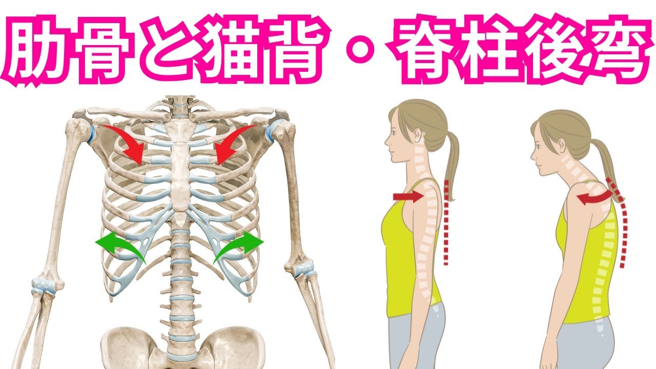 【肋骨の動きと脊柱の後弯姿勢ついて】猫背姿勢・脊柱後弯化に特徴的な肋骨アライメントとは？胸郭に対する運動療法・ピラティス！【運動療法/ピラティス/肋骨】