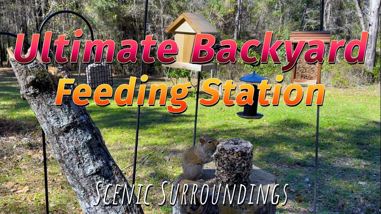 Bird Feeder Station - Day 2!  Squirrel and Cardinal make an appearance.