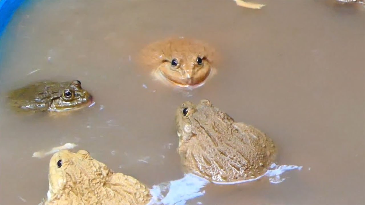 Giant East Asian bullfrog eating bread in pool
