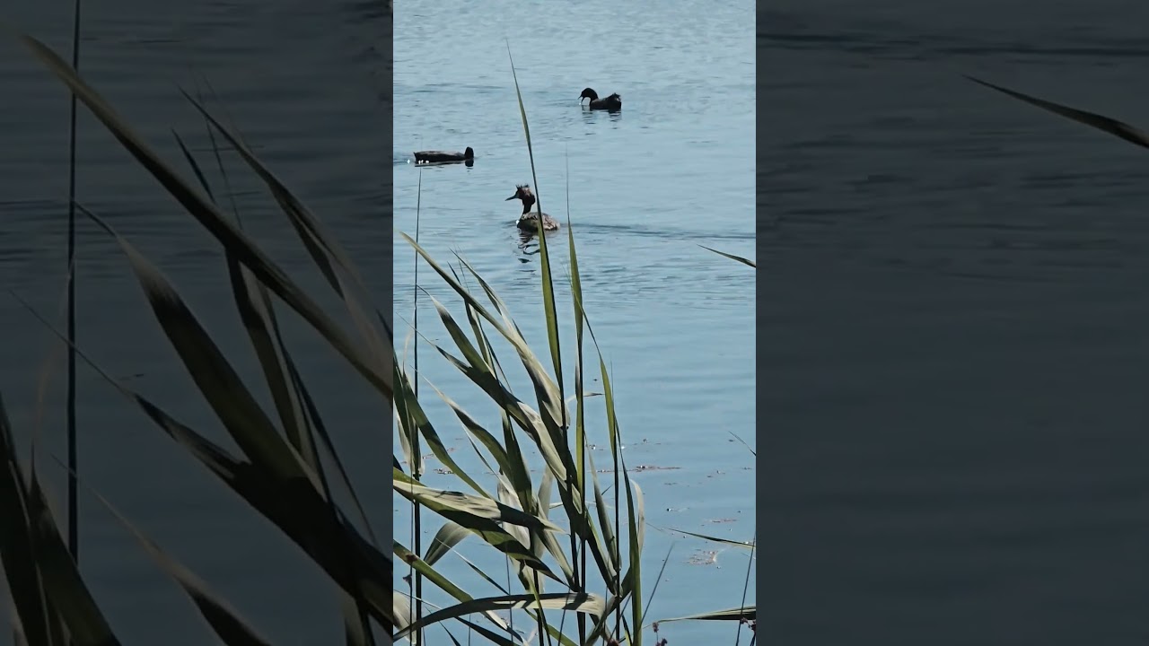 Peaceful Bird Gliding on a Serene Lake 🕊️🌿 | Nature’s Calm Moments #Shorts