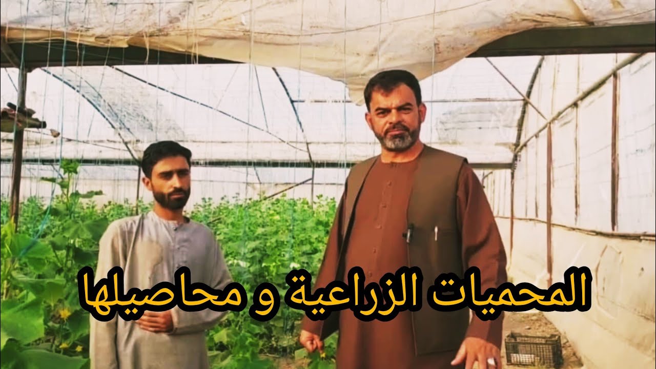 إنشاء وتجهيز البيوت المحمية في الزراعية المحاصيل في أفغانستان