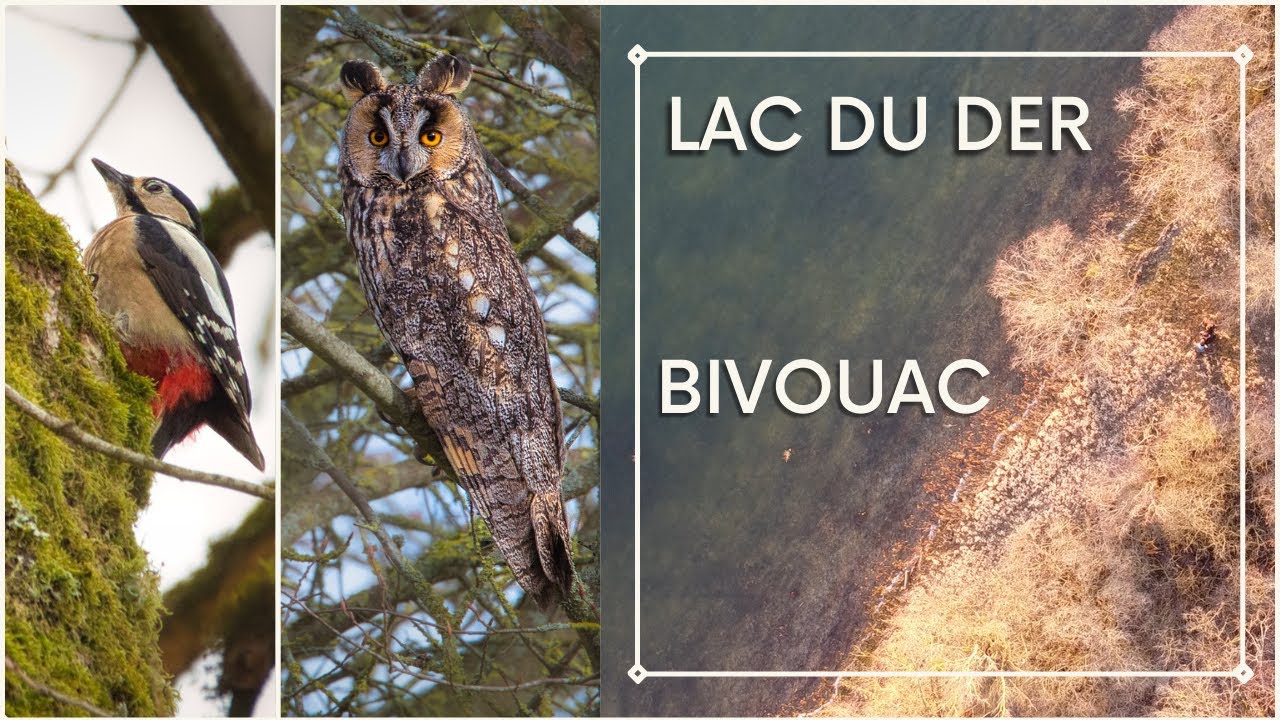 Bivouac hivernal & Photo animalière - Le Lac du Der