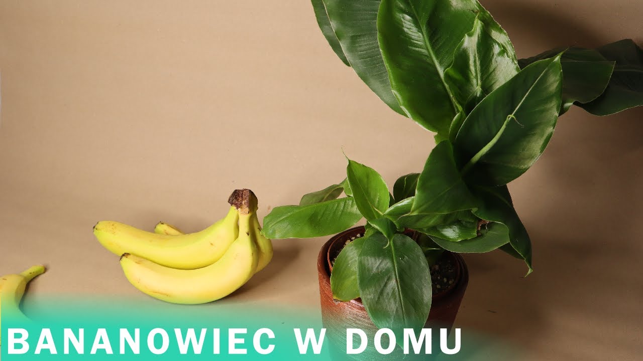 BANANOWIEC 🍌 JAK PRAWIDŁOWO DBAĆ O NIEGO W WARUNKACH DOMOWYCH