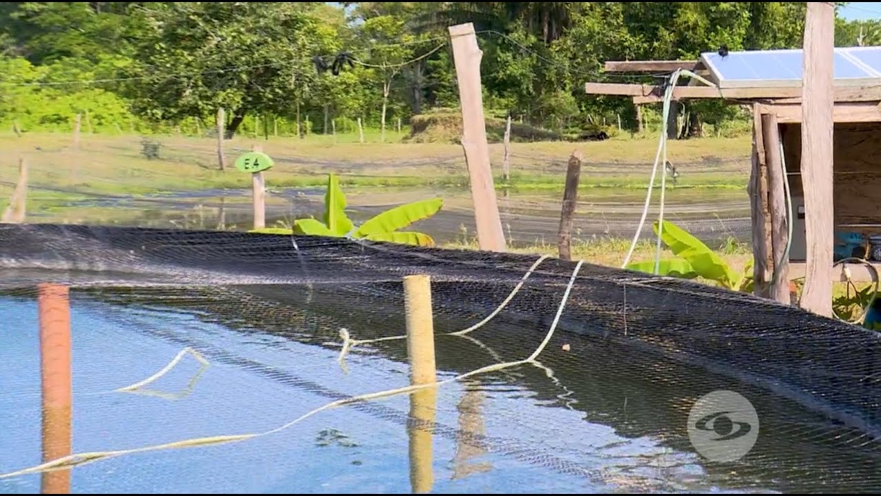 Uso de paneles solares en explotaciones piscícolas