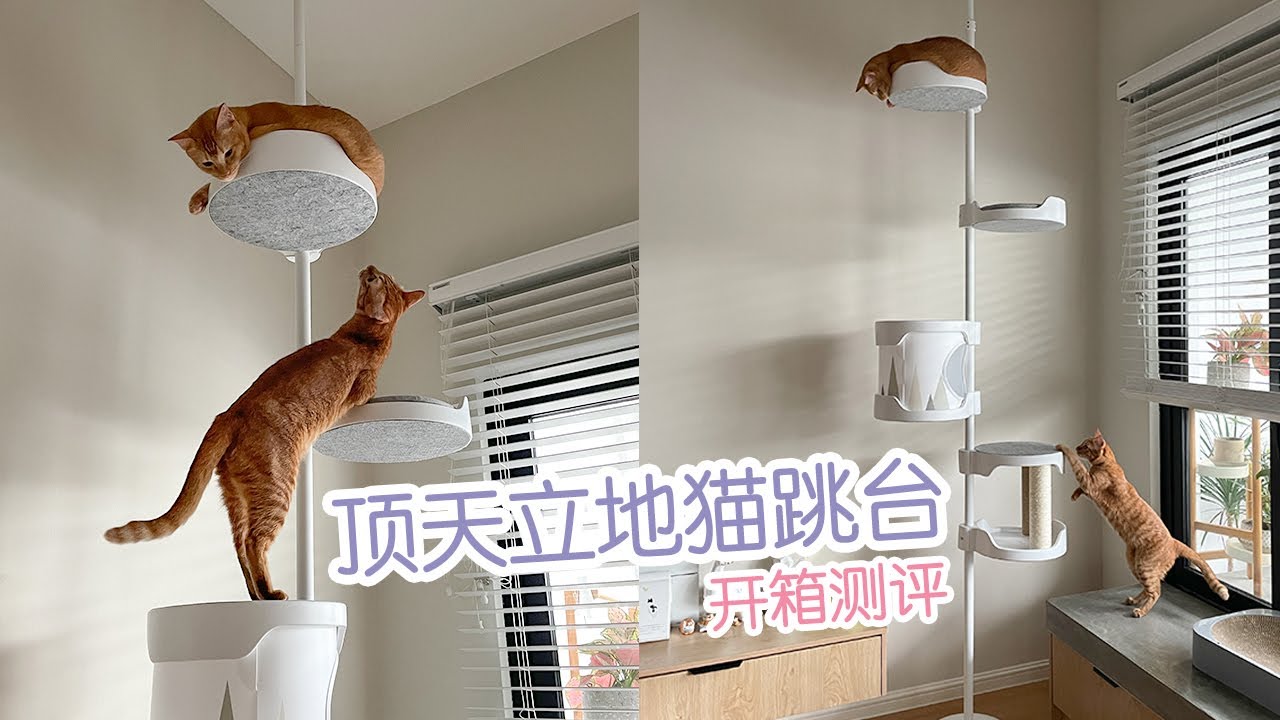 抱抱猫跳台 | 颜值爆表！顶天立地式猫爬架 开箱测评！