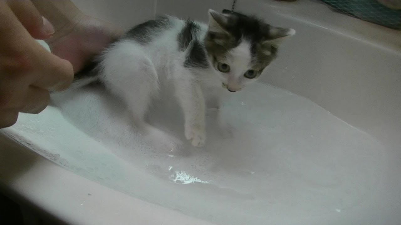 子猫を洗う　Wash the kitten