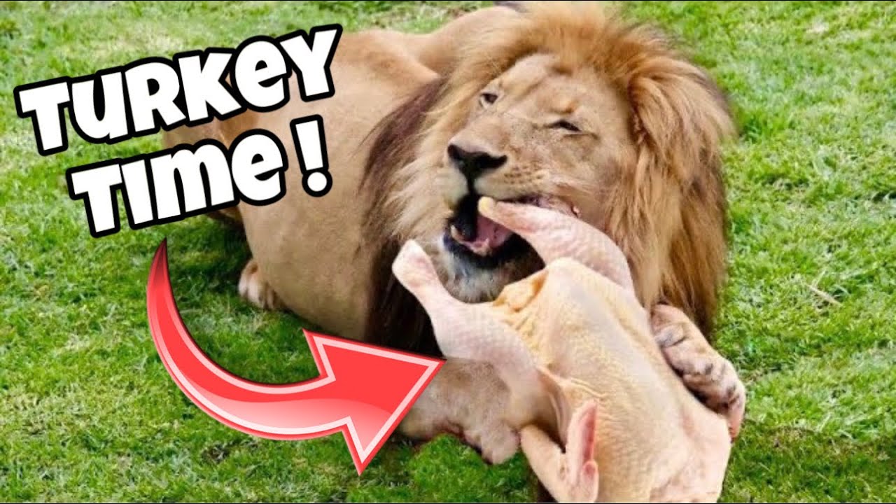 БОЛЬШИЕ КОШКИ ПОЛУЧАЮТ ИНДЕЙКИ НА ДЕНЬ БЛАГОДАРЕНИЯ! КОРМИМ ПРАЙД ЛЬВОВ!!